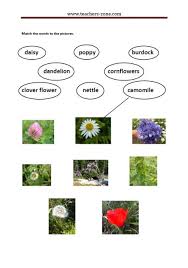 Wildflower, any flowering plant that has not been genetically manipulated. Free Wild Plants Worksheets Teacher S Zone