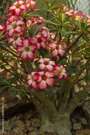Image result for Adenium multiflorum