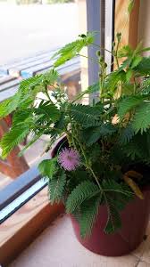 If starting indoors, plant mimosas in peat pots to avoid root disruption when you transplant them outdoors. Mimosa Pudica Sensitive Plant Plants Sensitive Plant House Plants