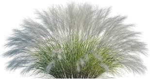 Image result for Stipa