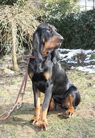 Image result for bernský honič