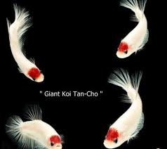 Ca Betta Koi La Gi Anh Em đa Chơi Ca Betta Koi Chưa