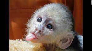 The Week In 31 Photos Baby Monkey Pet Cute Baby Monkey Baby Animals Pictures