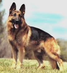 Resultado de imagem para caes farejadores