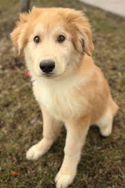 Some goberian puppies develop the wanderlust that is prevalent in the husky breed, and this can make them amazing, and imaginative, escape artists. 18 Breathtaking Husky Golden Retriever Mixes