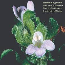 Image result for Hygrophila cataractae