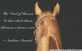 Horse quotes horse love beautiful creatures horses big animals animales animaux equine quotes. Horse Quotes Wallpapers Wallpaper Cave