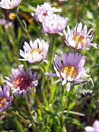 Image result for Heterotis decumbens