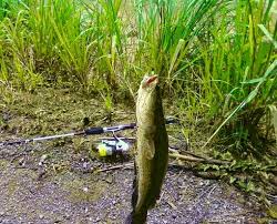 Ikan_keli_afrika #ikan_lele #ikan_baung #umpan_jitu resipi umpan dedak keli afrika: Fishing Star