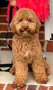 We did not find results for: Brown S Labradoodles