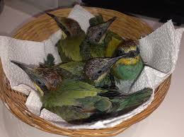 Australian corn farmers lila brookstone petite little legs