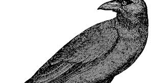Download Digital Stamp Design Vintage Free Crow Raven Drawing Bird Images Illustrations Halloween Artwork