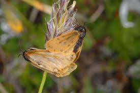 Image result for Setina roscida