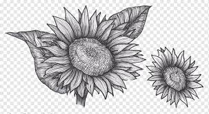 I just love drawing flowers. Drawing Common Sunflower Plant Sketch Sunflower Leaf Watercolor Painting Pencil Monochrome Png Pngwing