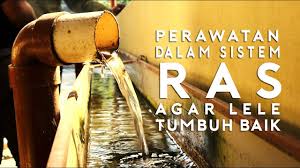 Perawatan Dalam Sistem Ras Agar Ikan Tumbuh Baik Recirculating Aquaculture System Part 3 Youtube