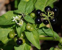 Image result for Solanum americanum