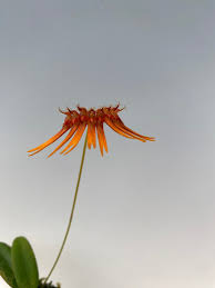 Image result for Bulbophyllum kivuense