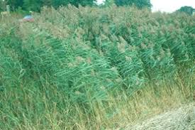 Image result for Phragmites mauritianus