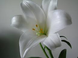 Images Of Lily Flowers Collection Wallpapers Images Screensavers White Lily Flowers White Lily Flower Lily Flower Flower Images Wallpapers