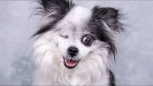 Veterinarian shares tips