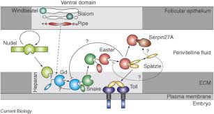 Drosophila embryogenesis, the process by which drosophila (fruit fly) embryos form, is a favorite nanos protein, in complex with pumilio protein, binds to the hunchback mrna and blocks its this process sets up a gradient between the ventral and dorsal side of the blastoderm embryo with the. Dorsoventral Axis Formation In The Drosophila Embryo Shaping And Transducing A Morphogen Gradient Sciencedirect