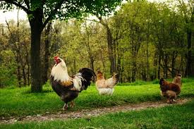Chickens make the absolute best back yard pets! The 6 Silliest Arguments Against Backyard Chickens My Pet Chicken Blog