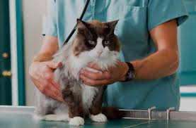 Companion care veterinary hospital is proud and privileged to serve the pet population of san diego, ca and the surrounding areas. Cat Spay And Neuter Veterinarian In Henderson Nv A Cat Hospital