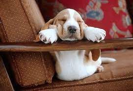 35 Sleeping Puppies Who Physically Can T Handle Their Own Cuteness Sleeping Puppies Hound Puppies Basset Hound Puppy