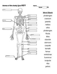 Displaying 162 questions associated with treatment. Bones Of The Body Quiz By Kinders Rock Teachers Pay Teachers