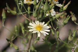 Image result for Lactuca indica