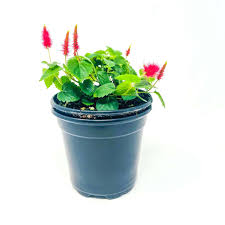 Image result for Acalypha chirindica