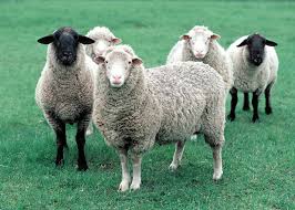 Sheep And Goat Health And Disease Animals Sheep Art Funny Sheep