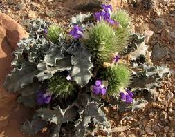 Image result for Blepharis diversispina