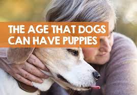 How Old Can A Dog Have Puppies The Oldest Age