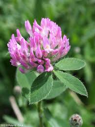 Image result for Trifolium masaiense