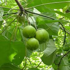 Image result for Vernicia