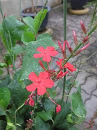 Image result for Plumbago ituriensis