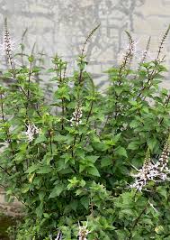 Image result for Orthosiphon