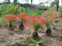 Image result for Boophone disticha