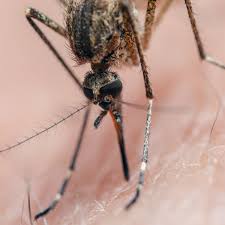 Image result for Dengue