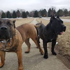 You can find these chairs in beautiful shades of burnished metal or painted in an array of colors, and they are available. Backuplife Backwoods Nation Pages Directory