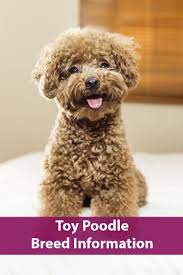 Toy Poodle Breed Information Toy Poodle Dog Breeds Poodle