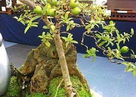 Bonsai Guava Tree With Fruits Greeting Card By Oscar Del Mundo