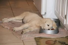 See more ideas about white golden retriever puppy, golden retriever, retriever. How Much Food Should I Feed My English Golden Puppy