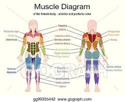 The deltoid muscles (sometimes called the deltoideus muscles) are thick triangular muscles that cover the shoulder joints. Vector Clipart Muscle Diagram Female Body Names Vector Illustration Gg99355442 Gograph