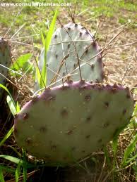 Santa rita, officially the municipality of santa rita (kapampangan: Opuntia Santa Rita Or Santa Rita Prickly Pear Care And Growing