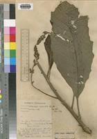 Image result for Vernonia conferta