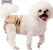 female dog diapers China supplier pet panties Supplier ...