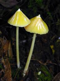 As a result, fruit quality declines and may even fall off. Pin By Karin Aus Wien On Nature S Art Plants Trees Fungi Stuffed Mushrooms Fungi Mushroom Fungi