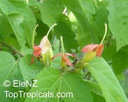 Image result for Helicteres